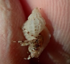 Ocinebrina