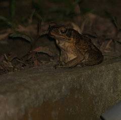 Rhinella marina