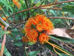Eucalyptus phoenicea