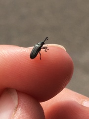 Microrhopala rubrolineata