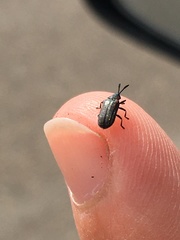 Microrhopala rubrolineata