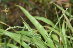 Paspalum langei