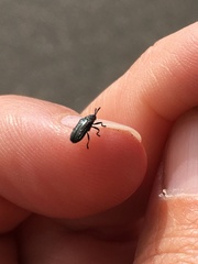 Microrhopala rubrolineata