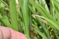 Paspalum langei