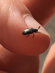 Microrhopala rubrolineata