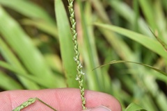 Paspalum langei