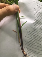 Carex purpurifera