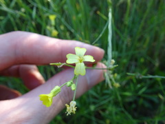 Bunias erucago