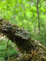 Heterodermia echinata