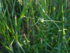 Bunias erucago