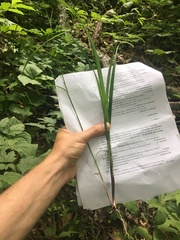 Carex purpurifera