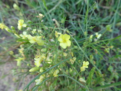 Bunias erucago