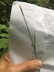 Carex purpurifera