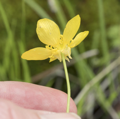 Ranunculus canus