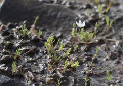 Sabulina californica