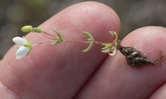 Sabulina californica