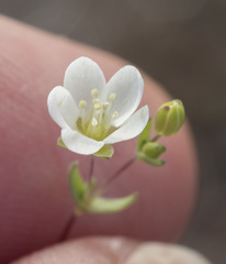 Sabulina californica