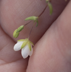 Sabulina californica