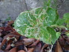 Phytomyza syngenesiae group