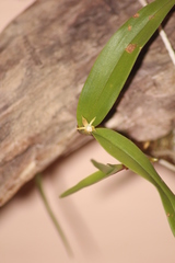 Prosthechea pygmaea