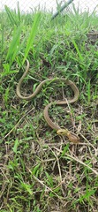 Chironius spixii