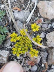 Cymopterus terebinthinus californicus