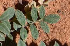Astragalus zionis