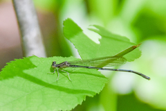 Enallagma exsulans