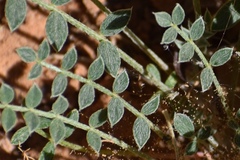 Astragalus zionis