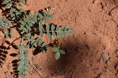 Astragalus zionis