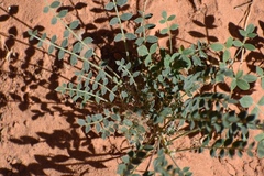 Astragalus zionis