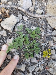 Cymopterus terebinthinus californicus