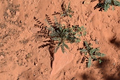 Astragalus zionis