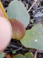 Micranthes aprica