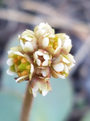 Micranthes aprica