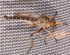 Neoitamus flavofemoratus