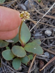 Micranthes aprica