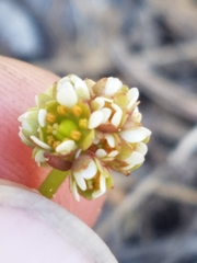 Micranthes aprica