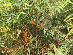 Eucalyptus phoenicea