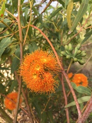Eucalyptus phoenicea