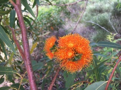 Eucalyptus phoenicea