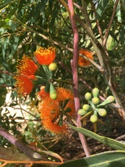 Eucalyptus phoenicea