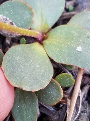 Micranthes aprica