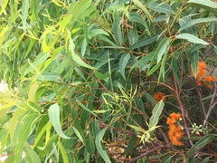 Eucalyptus phoenicea