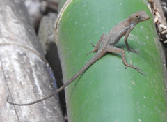 Anolis osa