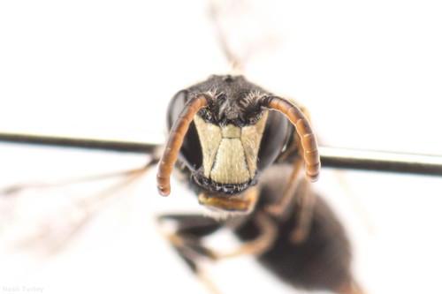 Hairy masked Bee photo 2