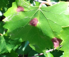 Xylella fastidiosa