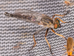 Neoitamus flavofemoratus