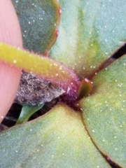 Micranthes aprica