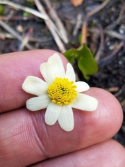 Caltha biflora